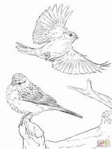 Coloring Cockatoo Sparrow Crested Sulphur Flying Drawing Designlooter Chipping Sparrows Super Two Getdrawings 71kb 314px sketch template