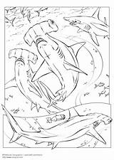 Shark Coloring Hammerhead Pages Edupics Head Printable Popular Large sketch template