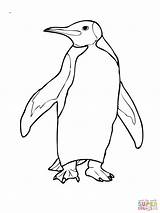 Penguin Coloring Pages Penguins Adelie King Emperor Drawings Simple Pittsburgh Drawing Cute Color Printable Little Baby Print Adults Clipart Blue sketch template