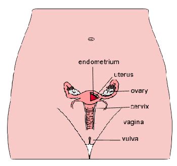 anatomy   female pelvic area childrens wisconsin