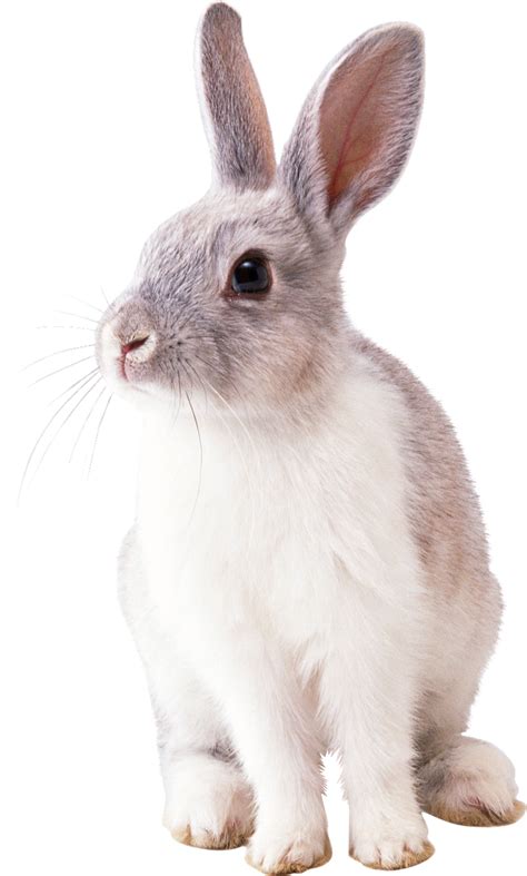 rabbit animal nature  photo  pixabay pixabay