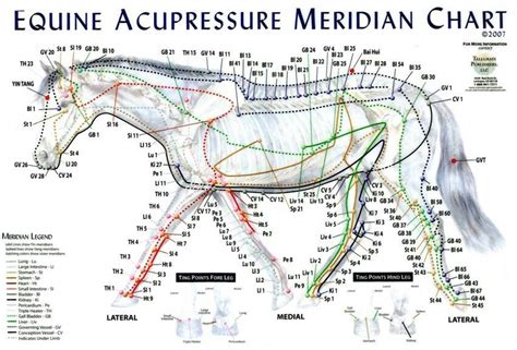 equine meridian chart anatomie du cheval soins des chevaux soins