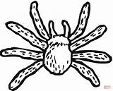 Kleurplaat Spinne Aranha Tarantula Spin Aranhas Kolorowanki Caranguejeira Peuters Kleurplaten Hamsters Tarantulas Peludas Coloringcity Kategorien Outros Downloaden sketch template