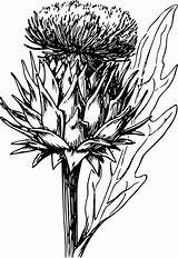 Thistle Artichoke Clipart Clip Svg Vector Flower Vegetable Asphodel Drawing Amaryllis Cliparts Plant Designlooter Library Clipground Pixabay Tattoo Clker 720px sketch template