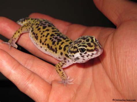 reptile pets  handling beginner pet lizards leopard gecko
