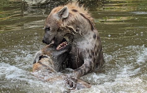 gevlekte hyena beekse bergen img safi kok flickr