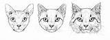 Cat Head Drawing Beautiful Feel Animals sketch template