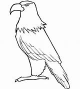 Eagle Coloring Pages Template Baby Eagles Printable Hawk Philippine Drawing Bald Cartoon Tony Flying Templates Color Kids Getcolorings Getdrawings Philadelphia sketch template