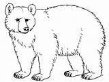 Bear Clipart Brown Clip Drawing Outline Coloring Animals Worksheet Line Drawings Kermode Kindergarten Guide Bears Cliparts Polar Sketch Color Clipartfest sketch template
