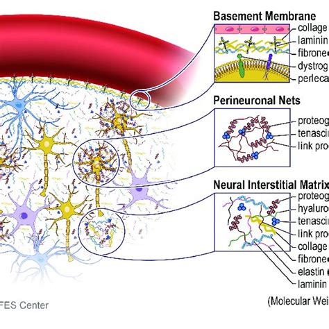 extracellular matrix in brain the extracellular matrix ecm in the