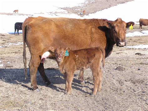 preparing  calving announce university  nebraska lincoln