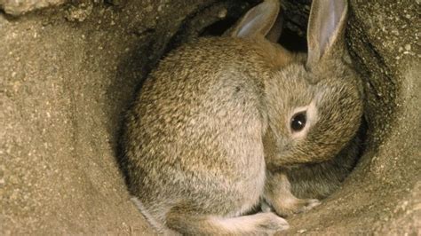 what does a rabbit burrow look like