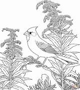 Coloring Bird Pages Kentucky Cardinal Northern Flower Goldenrod sketch template