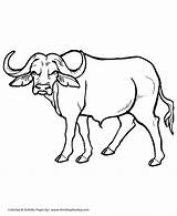 Buffalo Coloring Pages Animal African Wild Drawing Animals Honkingdonkey Water sketch template