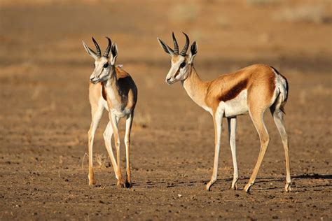 springbok african antelope adaptations behavior britannica