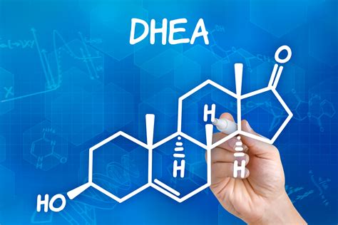 dhea and the production of male and female sex hormones healthtoday