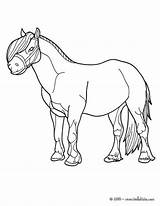 Pony Coloring Pages Real Shetland Horse Color Getcolorings Printable Getdrawings sketch template