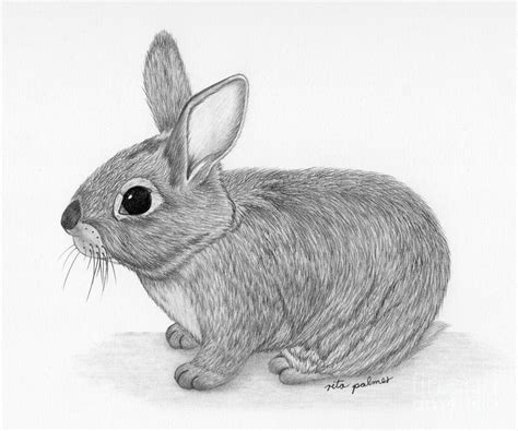 eastern cottontail rabbit drawing  rita palmer
