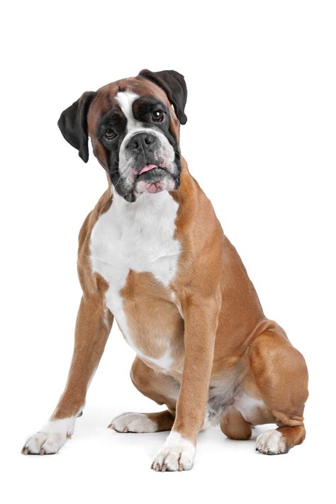 breed   week boxer paws playgrounds