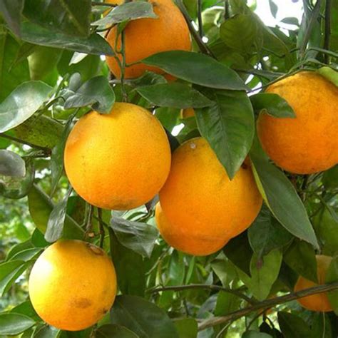 year  louisiana sweet orange tree lemoncitrustree