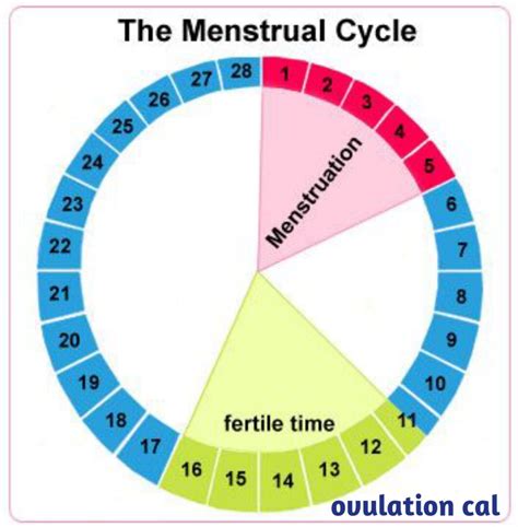 safe period how to time sex to prevent pregnancy relationship seeds