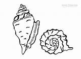 Muschel Seashells Ausmalbild Ausdrucken Kostenlos Cool2bkids sketch template