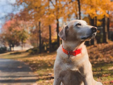 basic guide     popular dog breeds pawboost blog
