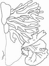 Seaweed Coloring Pages Printable sketch template
