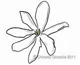 Gardenia Drawing Flowers Tahitian Fictional Purely Everywhere Getdrawings sketch template