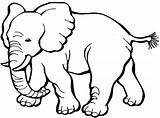 Elefante Categorie sketch template