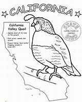 Coloring Pages Quail California Designs sketch template