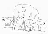 Elefant Jumbo Colorat Ausmalbild Elephants Planse Malvorlagen Ausmalbilder Coloriage Elmar Ausdrucken Desene Tier Scrappers sketch template