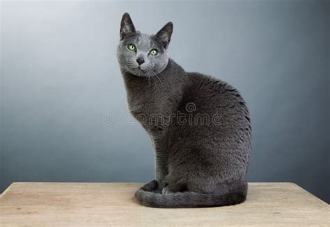 russische blauwe kat stock foto image  bont gekweekt
