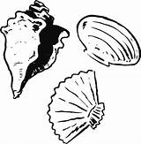 Kerang Mewarnai Seashell Pinclipart sketch template