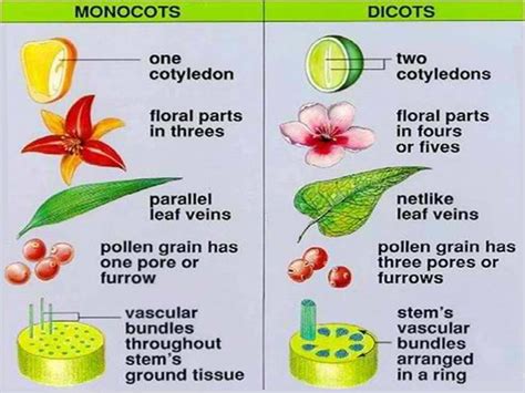 flowering plants monocots  dicots monocotyledon  dicotyledon