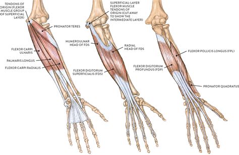 left arm anterior view palm facing front
