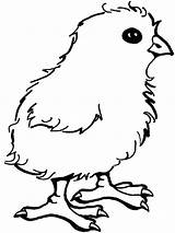 Chick Coloring Pages Baby Chicken Printable Kids Cute Color Print Sheets Little Cartoon Getcolorings Animals Children Choose Board Coloringfolder sketch template