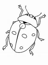 Kolorowanka Insects Owady Biedronka Bugs Kolorowanki Malowanka Beetles Ladybug Bestcoloringpagesforkids Printcolorfun Owadami Druku Owada sketch template