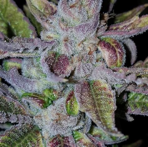 runtz  strawnana purple city genetics cannabis strain info