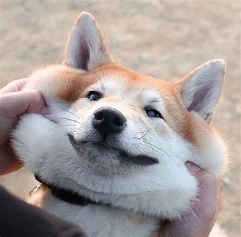 pictures  shiba inu proving      friends