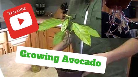 How To Grow Avocado Trees From Seeds On The First Try Youtube