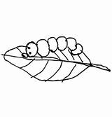 Silkworm Worm Vector Silk Vectors sketch template