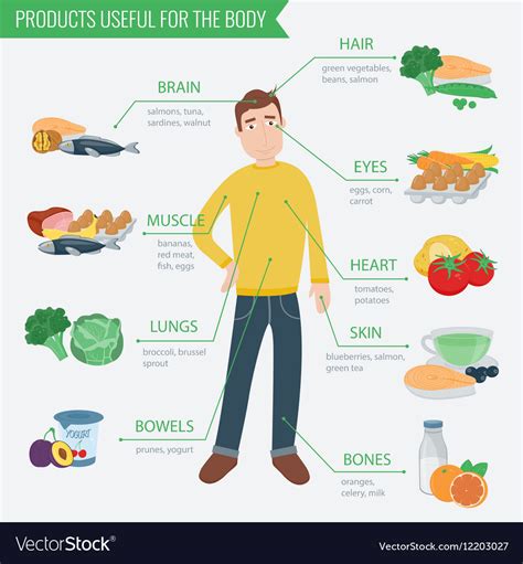 healthy food  human body healthy eating vector image