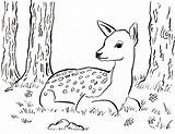 Coloring Fawn Pages Printable Deer Kids Hirsch Print Samanthasbell Clip Family Books Choose Board sketch template