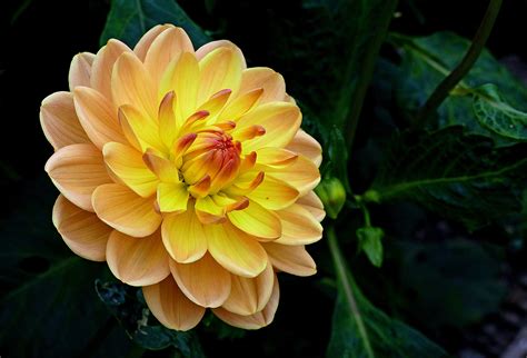 yellow dahlia image abyss