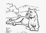 Lioness Coloring Pages Drawing Books Getdrawings sketch template