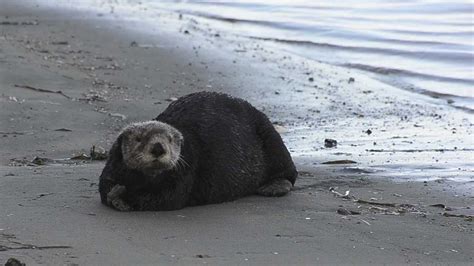 California Sea Otter Sleeping On Beach Youtube