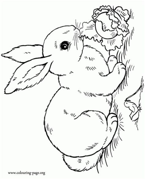 rabbit coloring pages   kids ixt