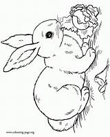 Coloring Pages Rabbit Kids Print sketch template