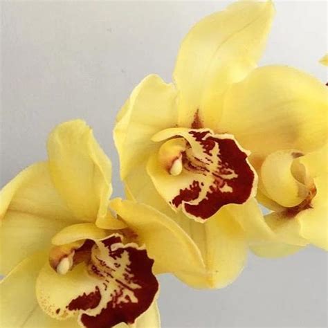 Yellow Cymbidium Orchids Diy Wedding Flowers Flower Moxie
